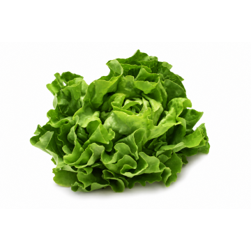 Butterhead Lettuce - Malaysia (300 gm)