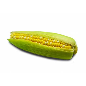 Sweet Corn Bicolour - Malaysia (1 pc)