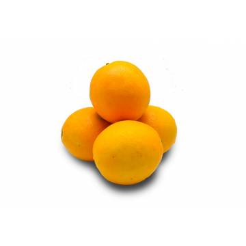 Orange Navel - South Africa / Egypt (Pack of 4)